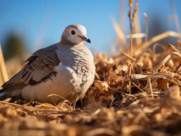 Nourrir un bébé pigeon : Aliments et conseils