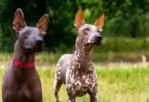 Races de chiens sans poil : Aperçu et caractéristiques uniques