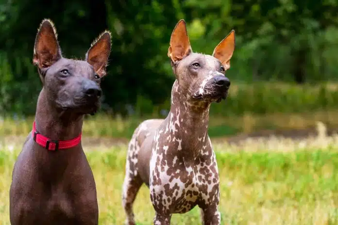 Races de chiens sans poil : Aperçu et caractéristiques uniques