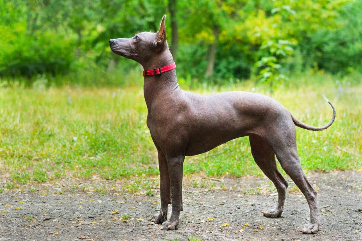 Races de chiens sans poil : Aperçu et caractéristiques uniques