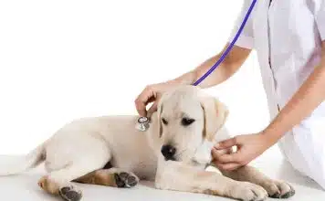 Quel est le prix d’une stérilisation ?