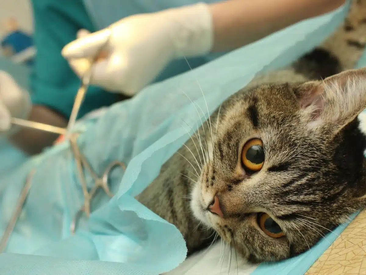 Stérilisation du chat : Quand, pourquoi et coût