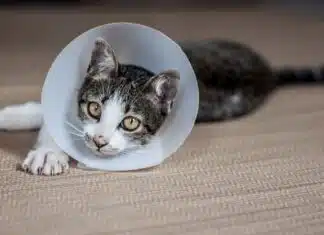 Stérilisation du chat : Quand, pourquoi et coût