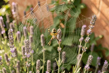 Araignée épeire fasciée au centre de sa toile couverte de rosée dans un jardin du sud de la France