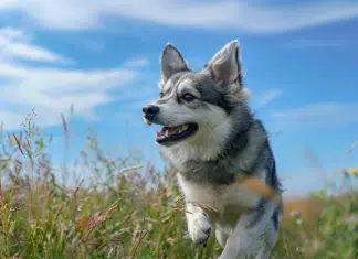 Les singularités fascinantes de l’alaskan klee kai