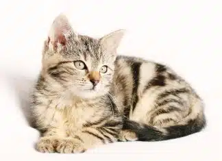 Pourquoi mon chat bave ?