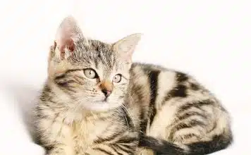 Pourquoi mon chat bave ?