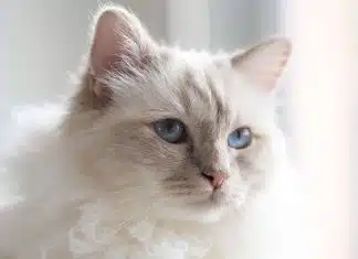 Qu’est-ce que les chats blancs ont de spécial ?