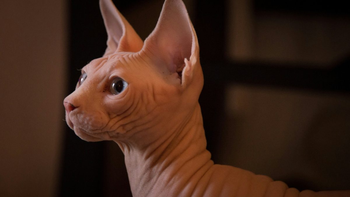 Chat Sphynx : quel budget prévoir pour l'achat, l'entretien et la santé ?