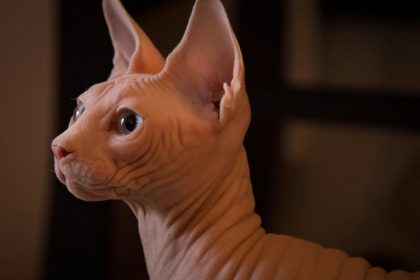 Chat Sphynx : quel budget prévoir pour l'achat, l'entretien et la santé ?