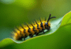 Chenille jaune et noire sur une feuille verte lumineuse
