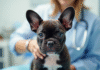 Chiot bulldog francais examine par un veterinaire dans une clinique lumineuse