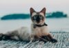 collier GPS confortable pour chat 1