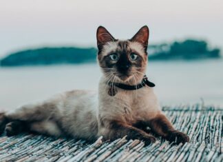 Comment choisir un collier GPS confortable pour chat ? collier GPS confortable pour chat 1