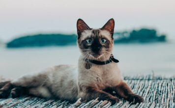 Comment choisir un collier GPS confortable pour chat ? collier GPS confortable pour chat 1