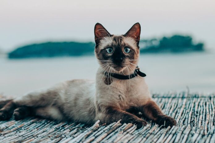 collier GPS confortable pour chat 1