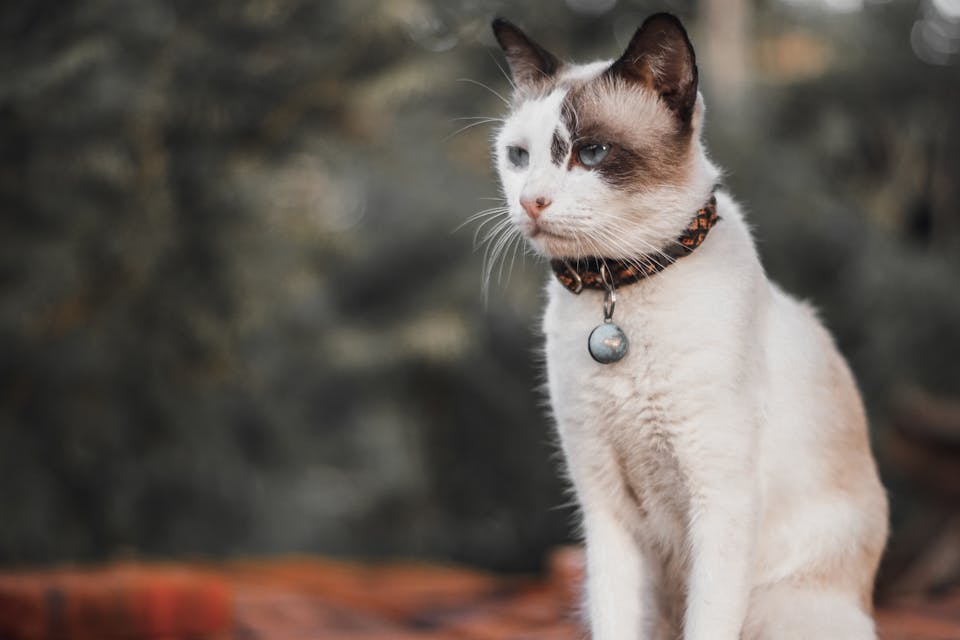 collier GPS confortable pour chat 2