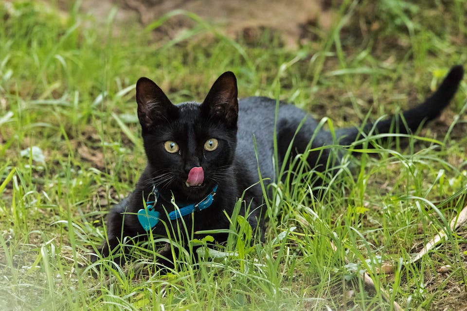 collier GPS confortable pour chat 3