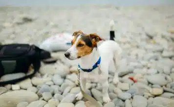 Guide d’utilisation d’un produit Seresto