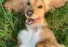  Dressez votre chien en 3 étapes simples !