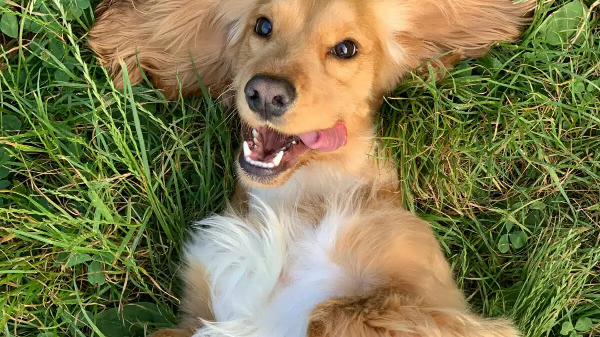 Dressez votre chien en 3 étapes simples !