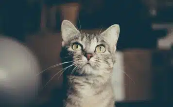 Prendre soin de votre animal adopté : conseils pour une transition en douceur chat