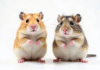 Deux hamsters côte à côte sur fond blanc naturel