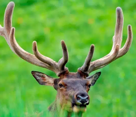 Différence entre Renne, Cerf, Chevreuil et Elan Renne