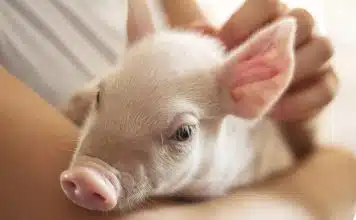 Quel est l’animal le plus propre ?