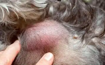 Traiter le lipome chez le chien : les meilleures options naturelles