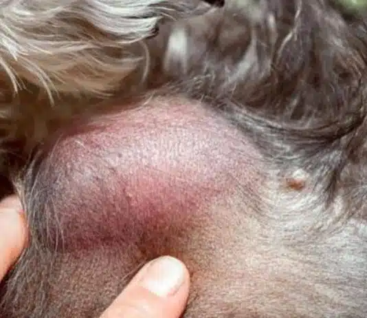 Traiter le lipome chez le chien : les meilleures options naturelles
