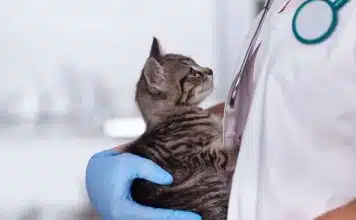 Comment se passe la nuit chez un vétérinaire ?