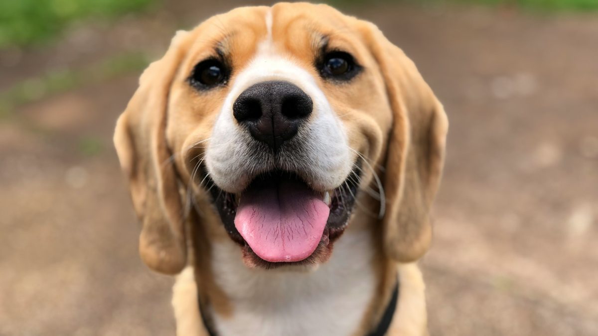 Noms de chien vikings en B : la bonne idée pour les chiots nés en 2026