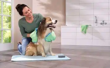Utilisez le shampoing sec pour nettoyer et hydrater le pelage de votre chien