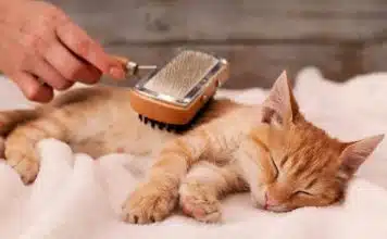 Comment prendre soin d’un chat