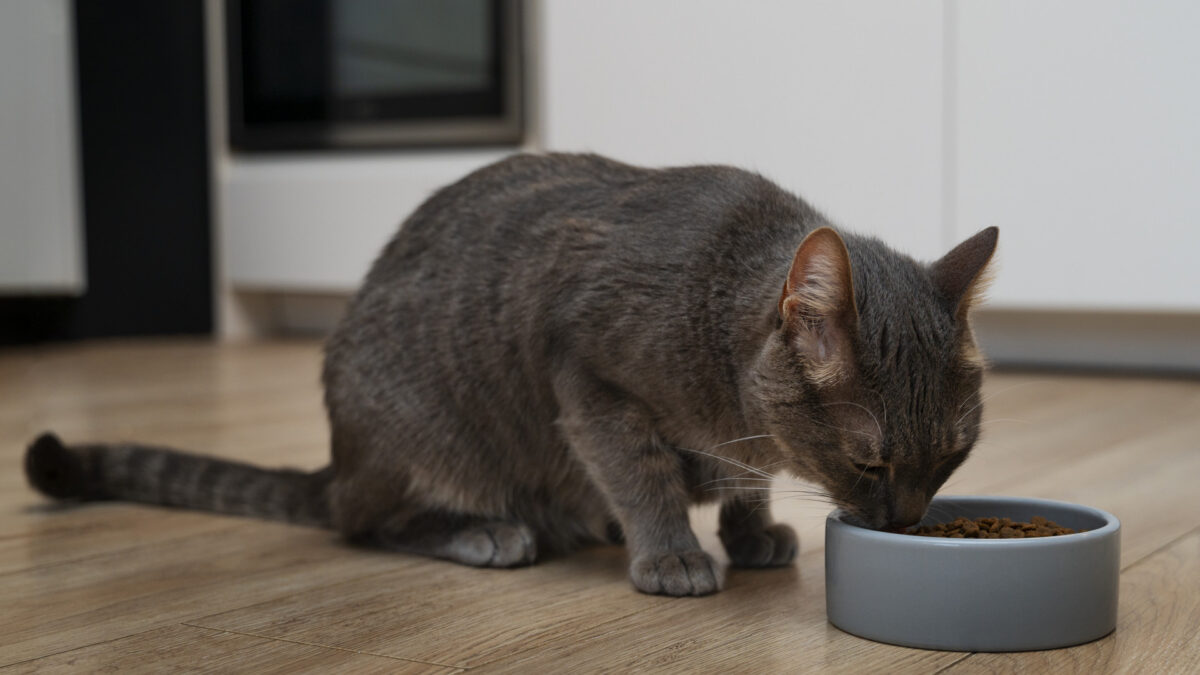 Quels critères privilégier pour reconnaître une alimentation premium pour chien et chat ?