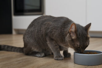 Quels critères privilégier pour reconnaître une alimentation premium pour chien et chat ?