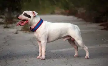 Caractère du Staffie : tout savoir