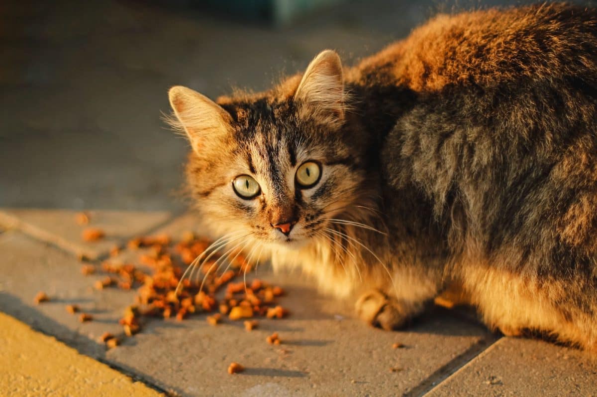 Chaton mangeant des croquettes saines et équilibrées